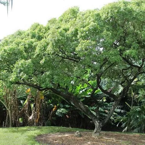 thumbnail for publication: Guaiacum sanctum: Lignum Vitae
